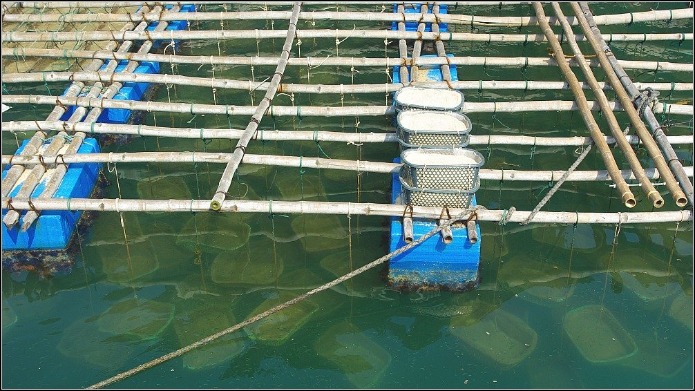 Lan Ha Bay Mussels Vietnam