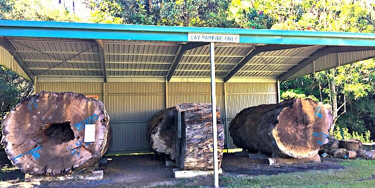 Kauri Tree Display at Millaa Millaa 