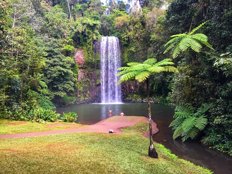 Millaa Millaa Falls with pool and palm trees