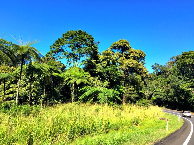 Descending through Rainforest on the Palmerston Highway