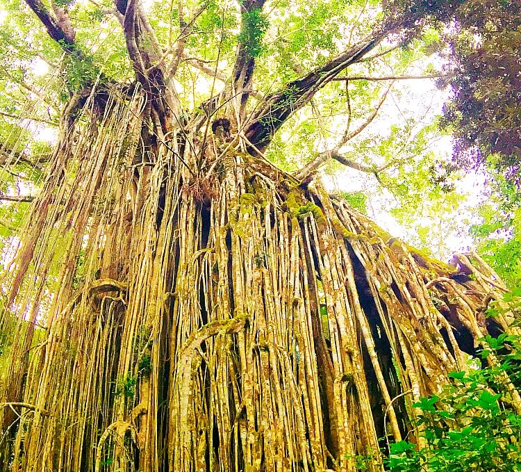 Strangling Roots of the Curtain Fig Tree